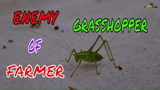 LIVE DICTIONARY  4K Animal Footage  GRASSHOPPER  CHÂU CHẤU  SAUTERELLE  バッタ  메뚜기  n39 vlog [upl. by Llevaj]