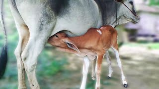 Heartwarming Moments Cow Feeding Milk to Adorable Calf 💕🐄 [upl. by Aynnat]