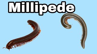 Millipede Facts about Millipede  Short [upl. by Nonek336]