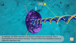 DNA Replication  animated [upl. by Esserac]