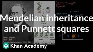 Mendelian inheritance and Punnett squares  High school biology  Khan Academy [upl. by Ybhsa]