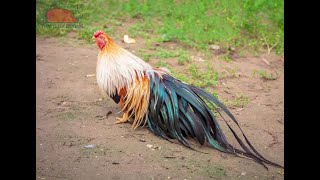 White leghorn rooster crowing in the morning [upl. by Jonis]