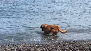 Happy Alaska Dog Diving for Rocks [upl. by Malynda]