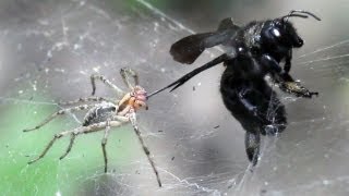 ПАУК И ПЧЕЛА spider attacks xylocopa valga [upl. by Idisahc]