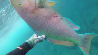 Hawaii Spearfishing  Raw Reef Adventures 10 [upl. by Gladi]