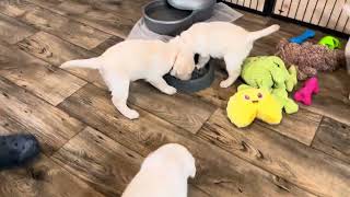 Lab Puppies eat Lunch from NEW Maze Bowls puppyvideos labrador cutepuppies [upl. by Meikah428]