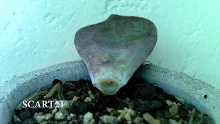 TIME LAPSE 2 CRECIMIENTO SUCULENTA GRAPTOVERIA DOUGLAS HUTH [upl. by Emilie]