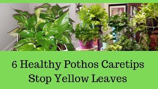 6 Pothos Plant Varieties Care Tips  Why Pothos Leaves Turning Yellow [upl. by Pironi]