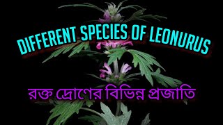 Different species of Leonurus ।। রক্তদ্রণ।। nature flowers taxonomy field MinhasPlantas [upl. by Neelrad]