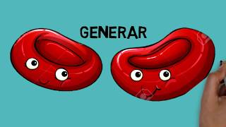 La sangre proceso de formación de los glóbulos rojos o eritrocitos [upl. by Ylrac767]