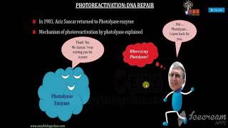 PHOTOREACTIVATION  LIGHT DEPENDENT DNA REPAIR MECHANISM [upl. by Ellimac]