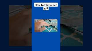 How to filet a Red gill [upl. by Ecnarf]