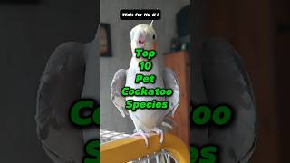 Top 10 pet cockatoo species top10 [upl. by Woodsum]