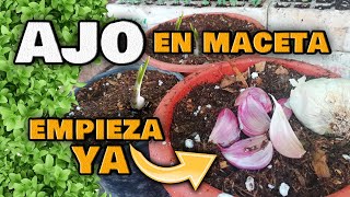 Cómo Cultivar AJOS en CASA sin PARAR 🌱 Guía DEFINITIVA  Germinar y Plantar ajo en Maceta [upl. by Bridie316]