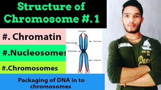 Structure of nucleosome DNA packaging Structure and types of chromosomes [upl. by Tymothy]