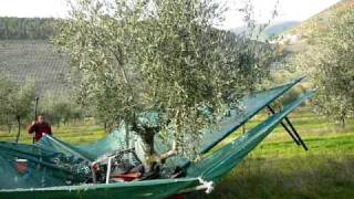 Mechanical Harvesting of Olives in Italy [upl. by Price]