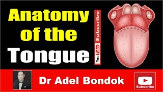 Anatomy of the Tongue Dr Adel Bondok [upl. by Hamachi]