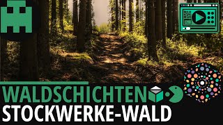 Waldschichten einfach erklärt│Biologie Lernvideo Learning Level Up [upl. by Skardol]