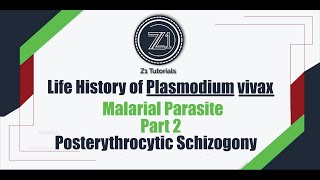 Life history of Plasmodium vivax  Part 2  Post erythrocytic Schizogony  Z1 Tutorials [upl. by Nitreb500]