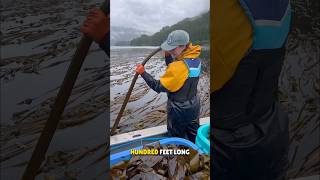 Bullwhip Kelp Algae Harvesting 😳 [upl. by Manvil576]