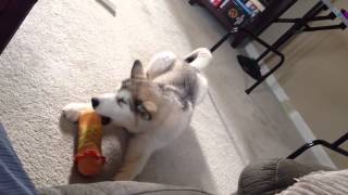 Alaskan Malamute Puppy Howling [upl. by Assin]