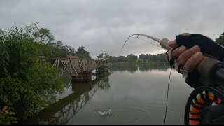 PEACOCK BASS TASIK AYER KEROH MELAKA  FLY FISHING [upl. by Atilrep]