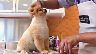 How to Groom a Pomeranian Dog  Haircut Teddy Bear Style  Pet Grooming TV [upl. by Ardnosac]