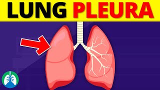 Lung Pleura Anatomy  Pleural Cavity  Overview [upl. by Yelreveb]