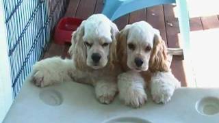 Light golden buff Cocker Spaniels 4 months old [upl. by Forelli]