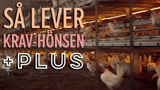 Ekologiska ägg så lever hönsen  Plus [upl. by Cire978]