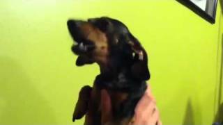 A wiener dog howling [upl. by Guttery]