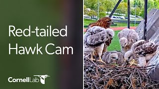 Live CornellHawks Fernow Nest Fixed Cam [upl. by Nacul586]