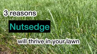 Three reasons nutsedge will thrive in your lawn [upl. by Etteval377]