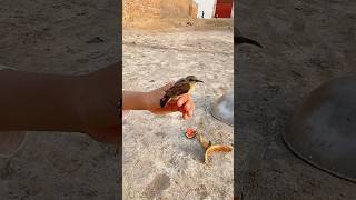 Trap Laga Kar Chirya Pakri li 😮 trap chidya minizoo parrot petvlog birds petlovers shorts [upl. by Ahsial265]