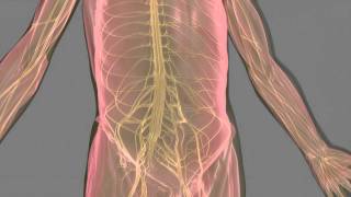 Multifocal Motor Neuropathy MMN [upl. by Avuha]