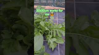 How to ensure a thriving garden with productive plants  gardenlife gardeningtrends greengardener [upl. by Bores687]