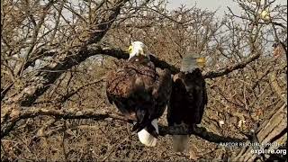 Decorah North Nest 102424 Mr and DNF on high alert another eagle was around [upl. by Dona]