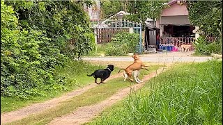 Dog attack street dogs vs Rottweiler and Pitbull bandog [upl. by Hooke]