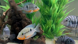 Firemouth Cichlids Added To My Cichlid Aquarium [upl. by Ecikram]