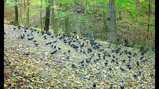 Grackles everywhere  Sept 2024 SW Pa [upl. by Dnarud565]