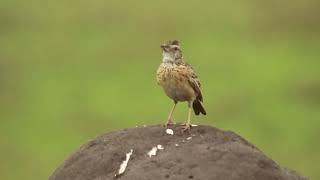 Rufousnapped Lark  Calling [upl. by Rowley]