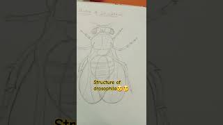 Structure of drosophila💖🤘😮💁‍♀️ drosophilaneetstudenbiologystudylifevideoshort [upl. by Annahsohs]