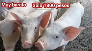 vídeo complete muy Barato Solo 1800 pesos [upl. by Ecar]