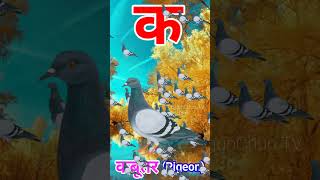 Ka se Kabutar Pigeon means Kabutar trending shorts viral [upl. by Mahgem]