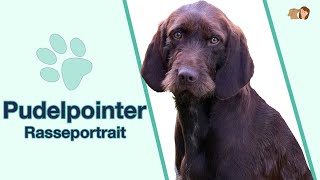 Pudelpointer im Rasseportrait Der vielseitige Jagdhund [upl. by Burkley]