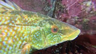 Scuba diving near Kristiansand Norway  Diving with One Ocean Dive Resort  Monkfish  Breiflabb [upl. by Leonhard483]