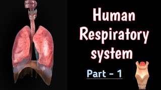 Respiratory System  श्वसन तंत्र  Structure and Function  in Hindi [upl. by Sadoff]