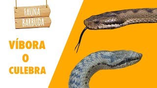 ¿VÍBORA O CULEBRA Cómo diferenciar estas serpientes  FAUNA BARBUDA 07 [upl. by Revilo]