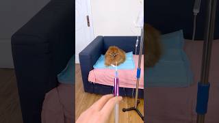 Dogs drink grimace milkshake nico pets smartnico funny cute dog [upl. by Enalb940]