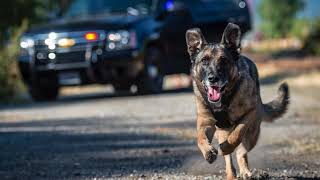 Vancouver Police roll out 2016 police dog calendar [upl. by Darlleen]